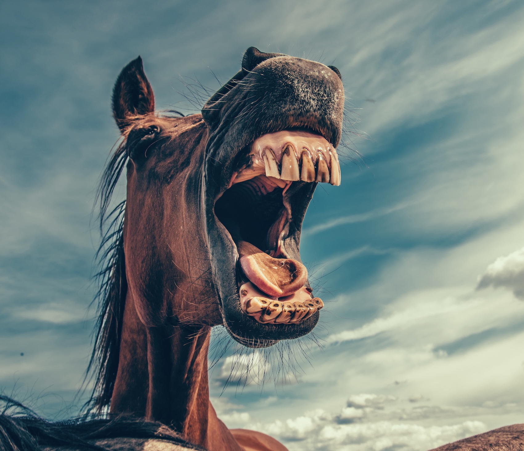 Laughter Humour horse 